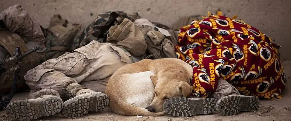 Soldiers sleeping with a dog resting between them