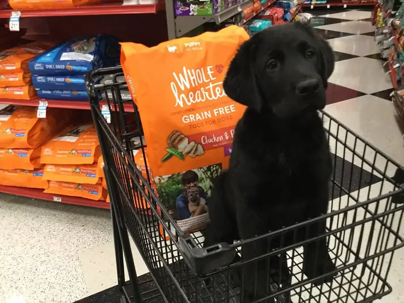 A dog and a bag of dog food in a shopping cart