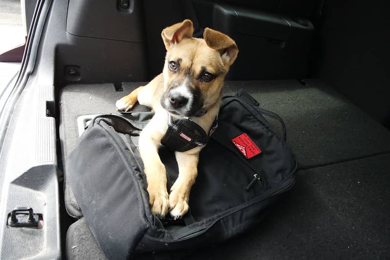 Dog on top of a rucksack